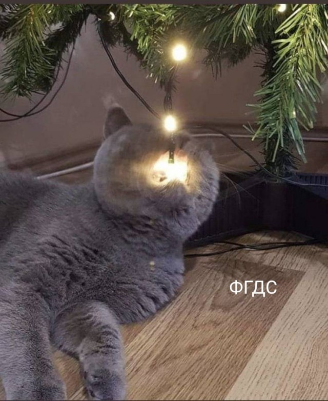 Кошатникам