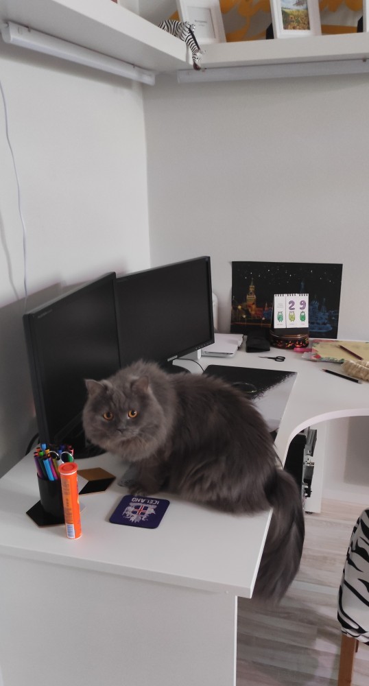 Всех с праздничком, но про котовторник не забываем))