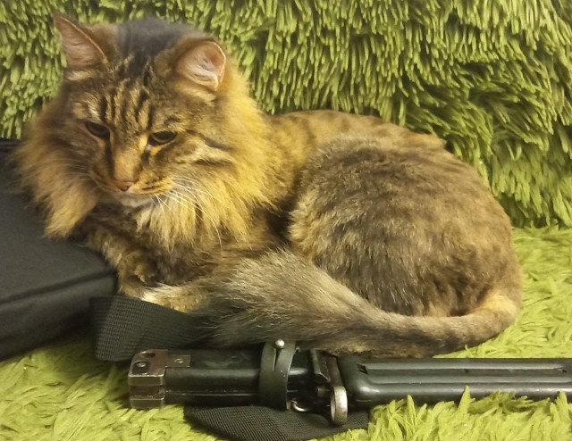 Котовторник (свои добавляем)