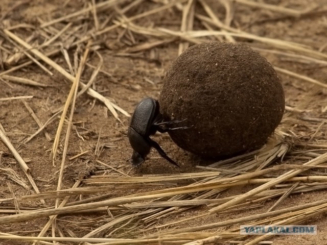 А вот кому шар на новогоднюю ёлку?!