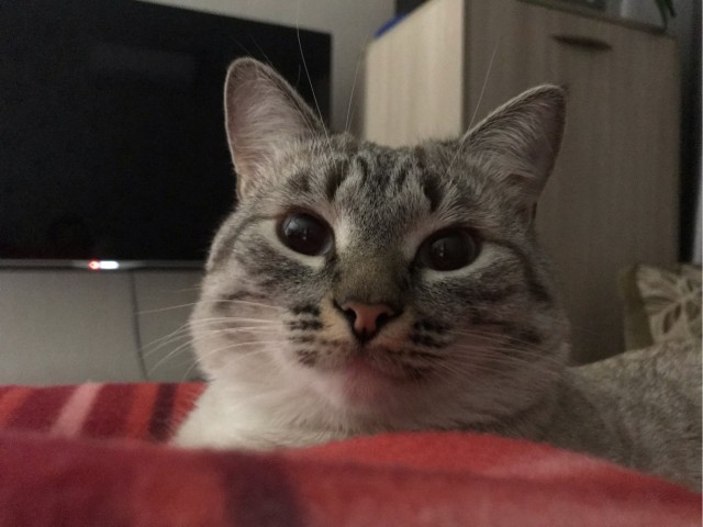 Котовторнику быть