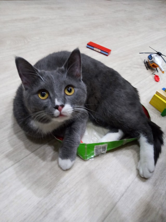 Котовторник. Картинки и буквы 08.02.22