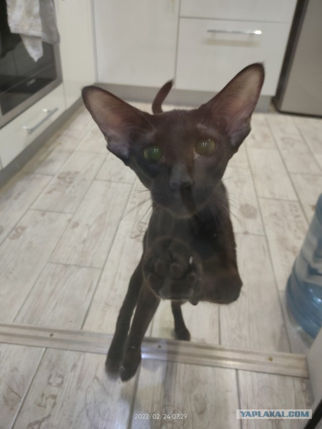 Котовторнику посвящается