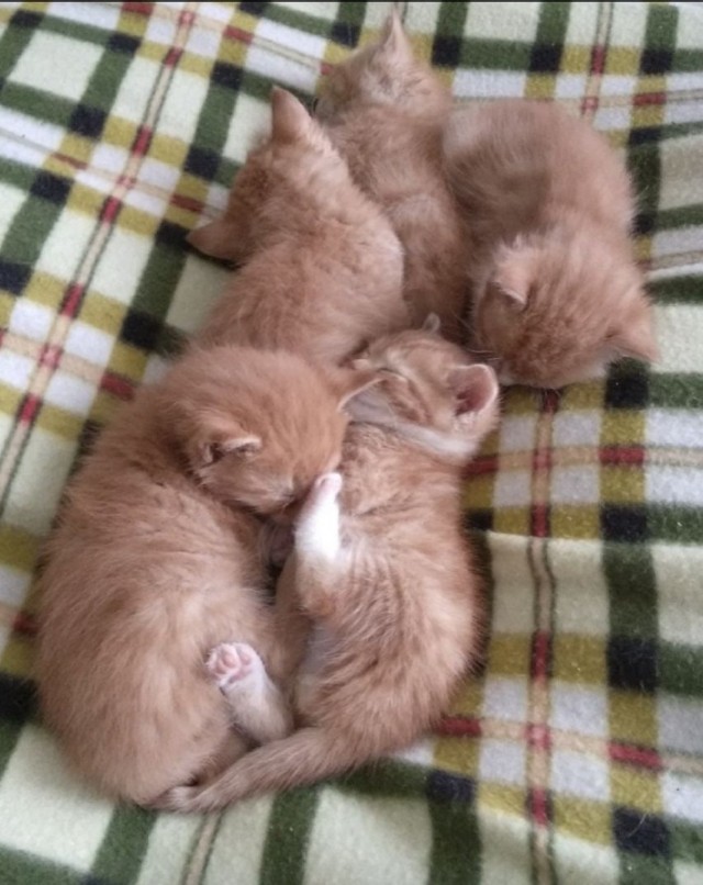 Не буду я ждать котовторника!