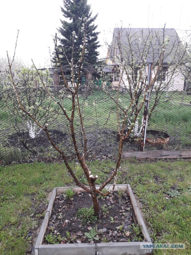 Застрял на даче, дождь