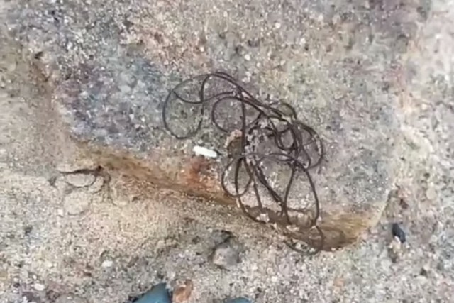 Жуткие двухметровые черви-паразиты в водоемах напугали жителей Подмосковья