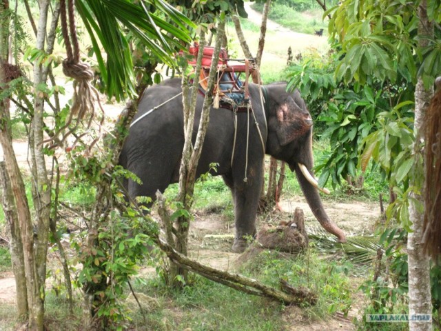 Такой разный остров Самуи