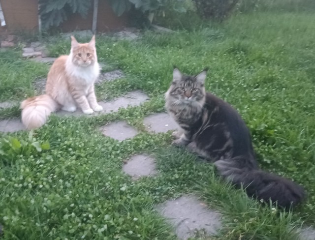 Кошка