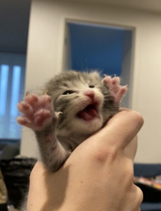 На котовторник