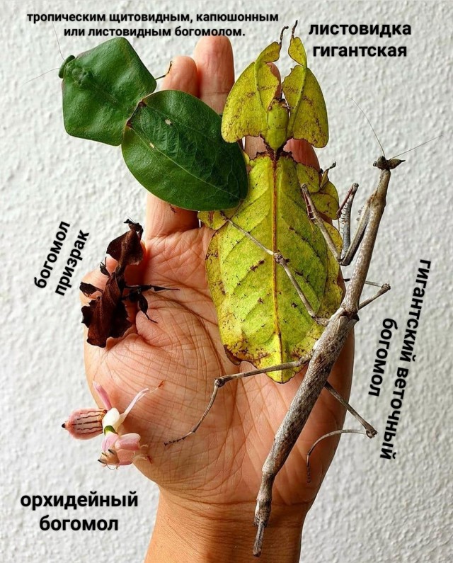 Всё это - насекомые (кроме руки)