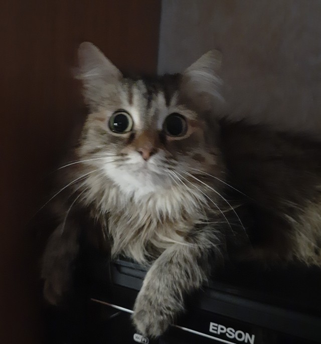 Котовторник 18.10.22