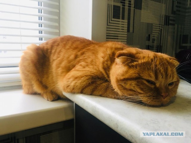 Котовторник 18.10.22