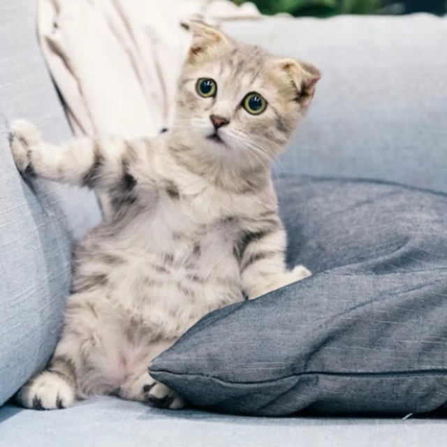 Петербурженка ударила ножом мужчину, пнувшего котёнка