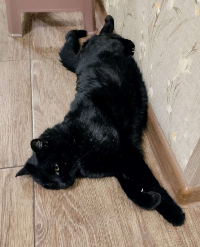 Коточетверг!