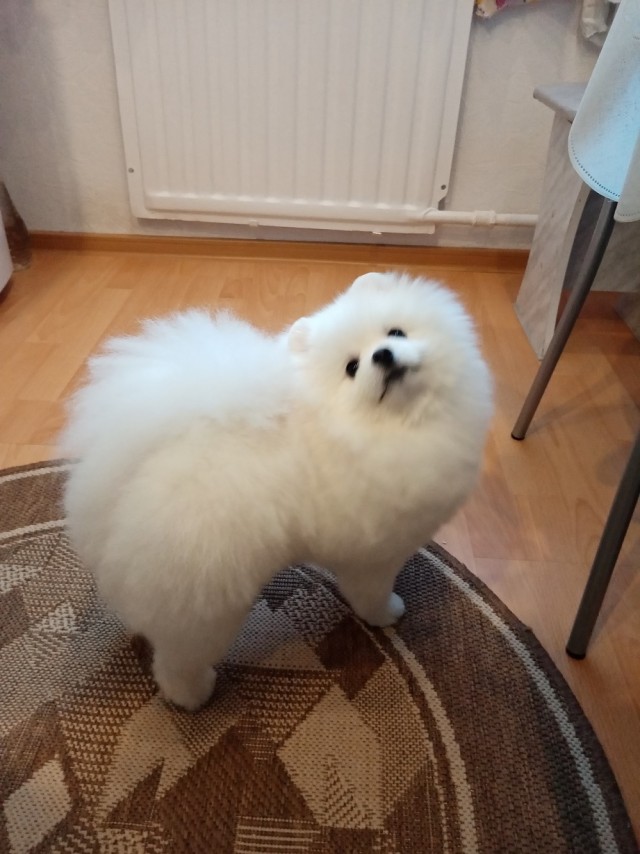 Наши верные друзья