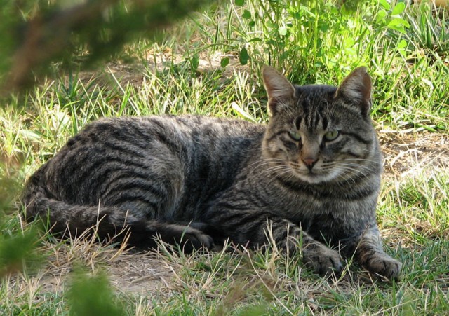 Из жизни одичавших кошек