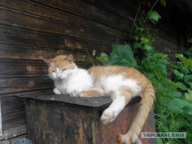 Жизнь домашнего приюта для котеек 452