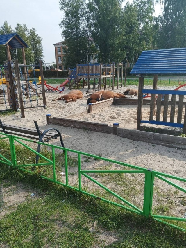 «Ночью пришли и легли». Жители посёлка в Брянской области пожаловались на лошадей, отдыхающих на детской площадке
