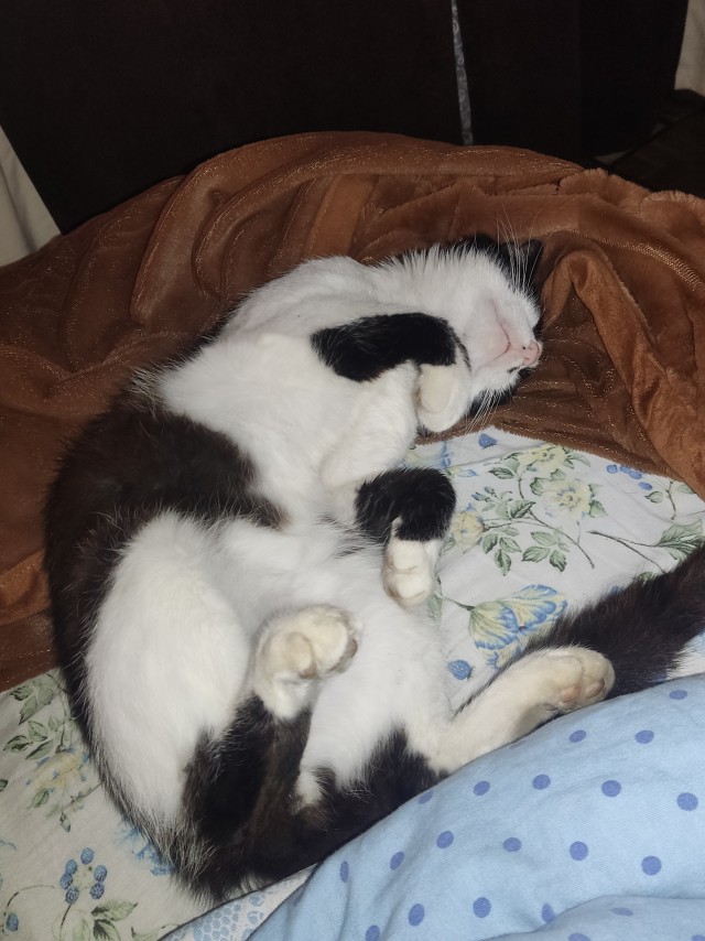 Ненужный кот