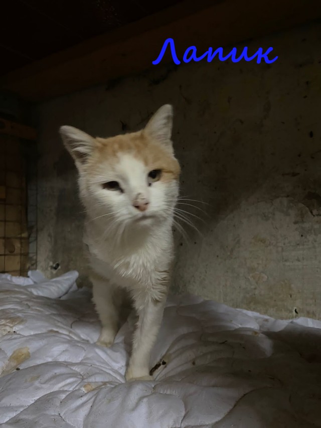Жизнь домашнего приюта "Котоленд" 413