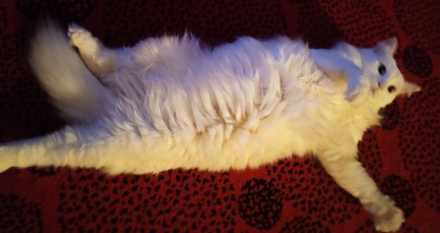С котовторником ЯПовцы