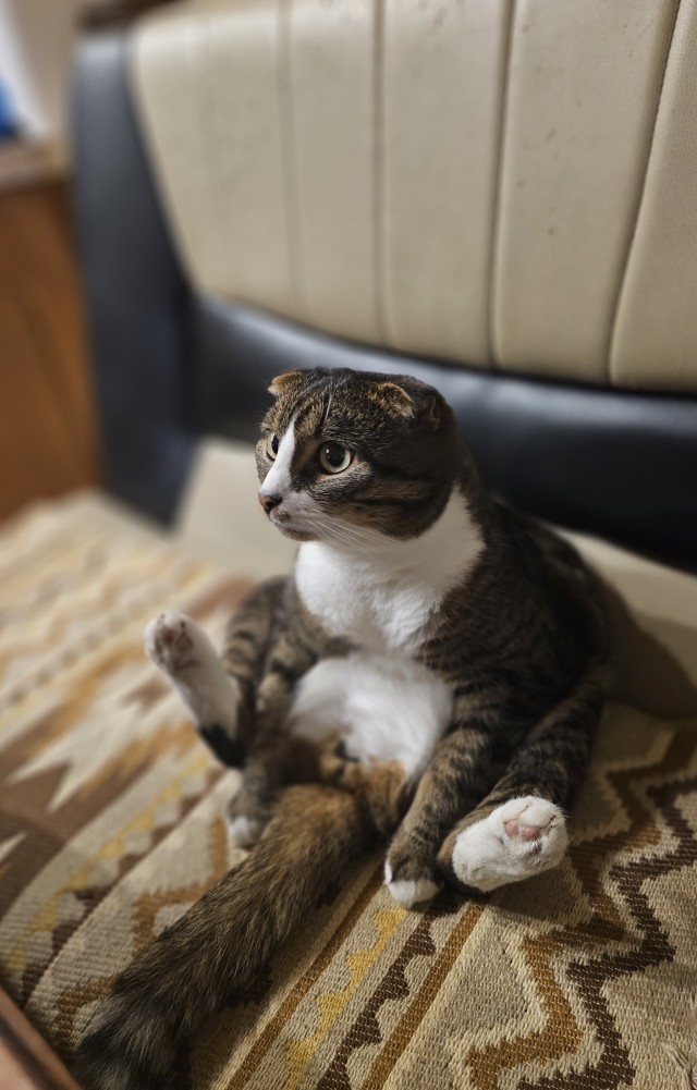 Эталон Яповского кота