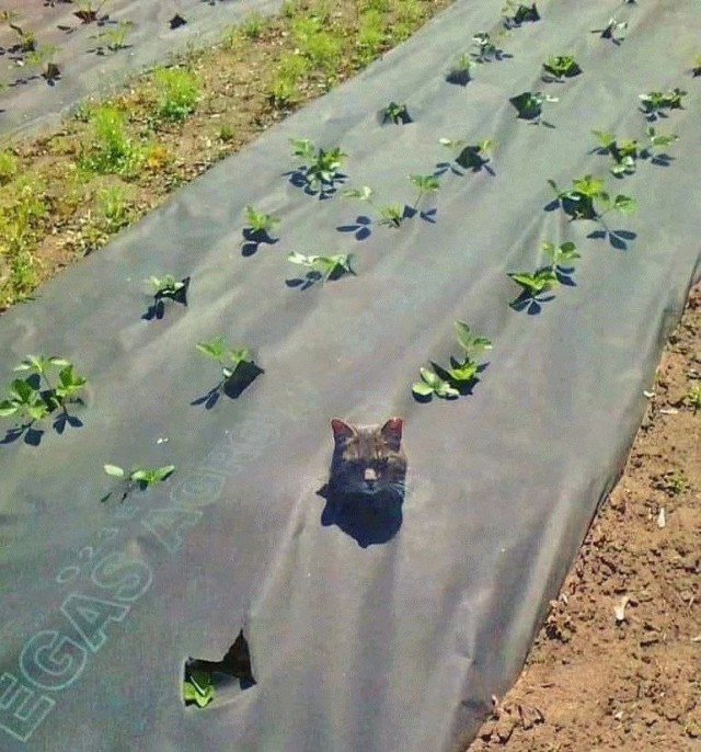 Коты деревенской породы