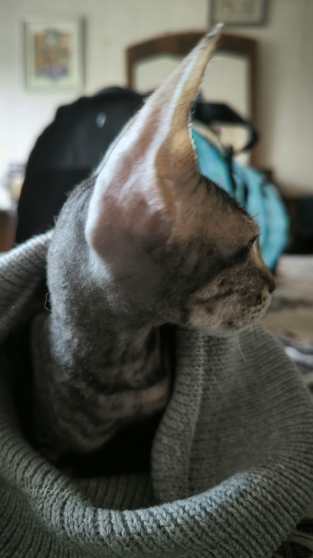 Спящий кот