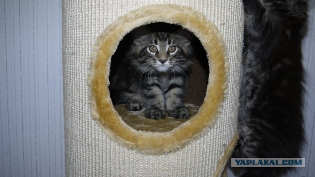 Немного о  Мейн Куне.