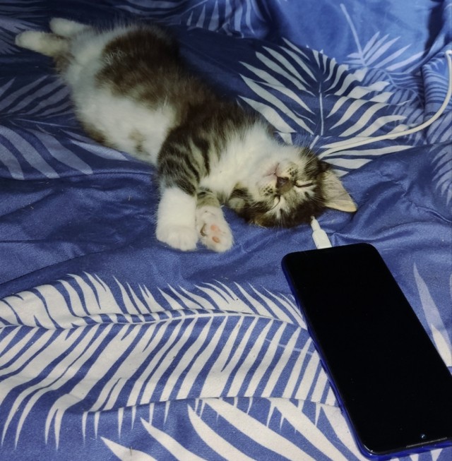 Очень грустный котовторник