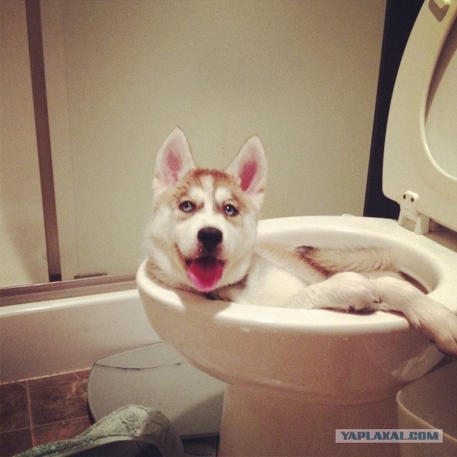 Оставили щенка хаски на минутку одного...