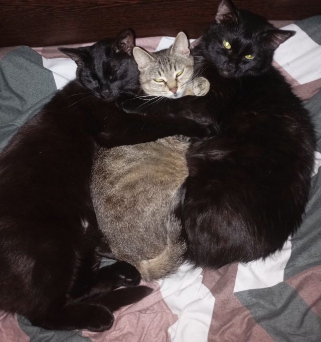 Котовторник