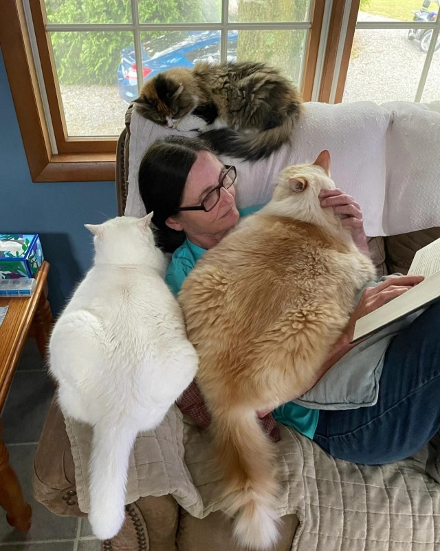 Диван, книга, трикотаж (котовторник)