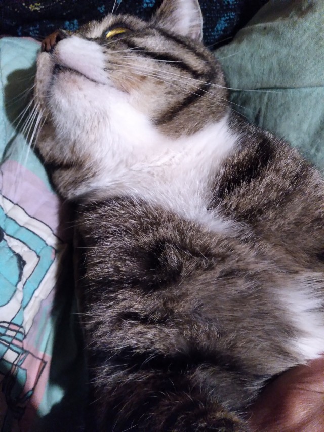 Кот к завершению котовторника
