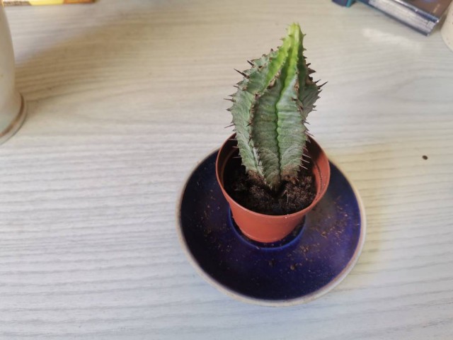 Снижение цен на тюльпаны не помогло цветочным магазинам заработать 8 Марта