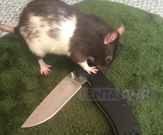 Крыса довела россиян до поножовщины и двух уголовных дел