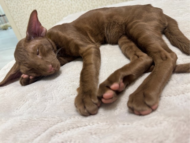 Фотки красивого кота.