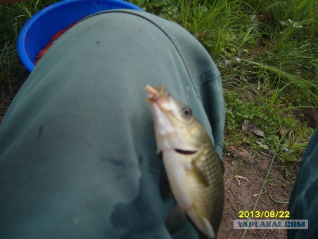 Поехали за грибами, приехали с карасями.