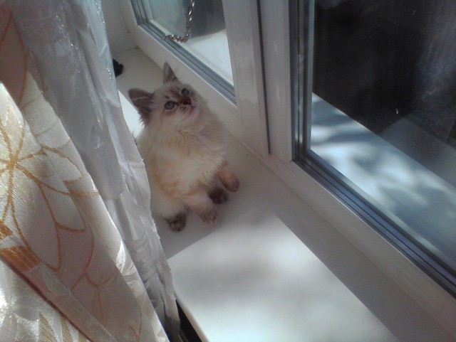 Котовторник на 24.09.2013г