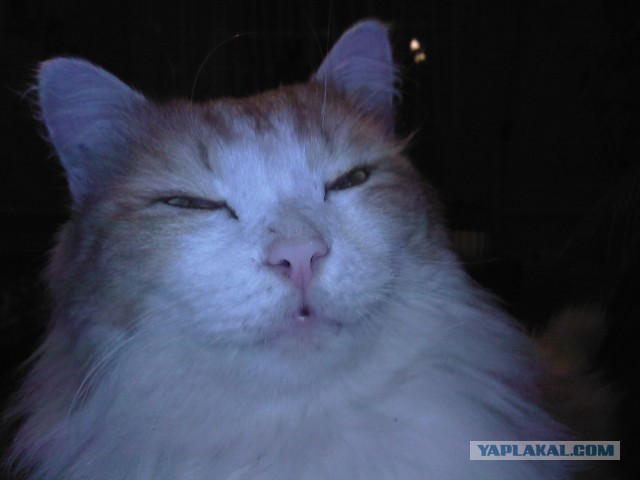 Котовторник 18.03.2014