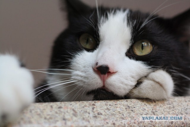 Котовторник 7.10.2014