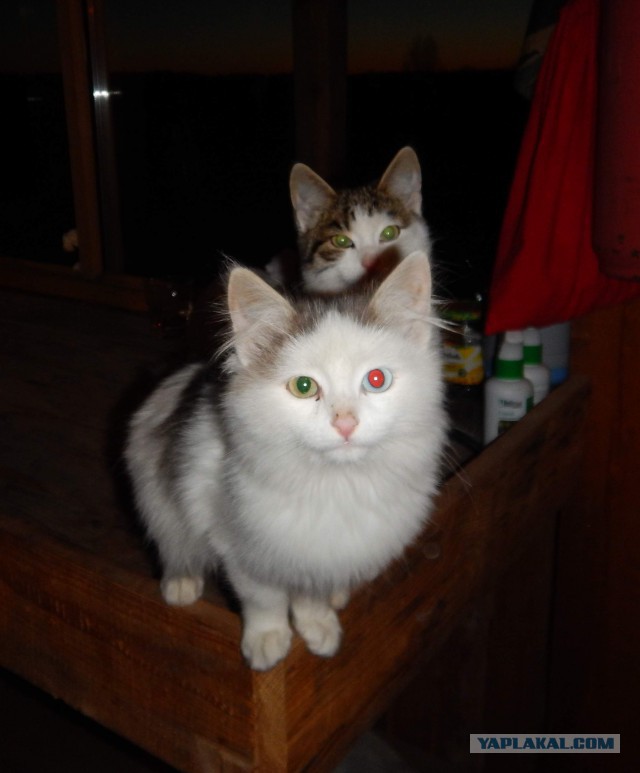 Котовторник 21.10.2014
