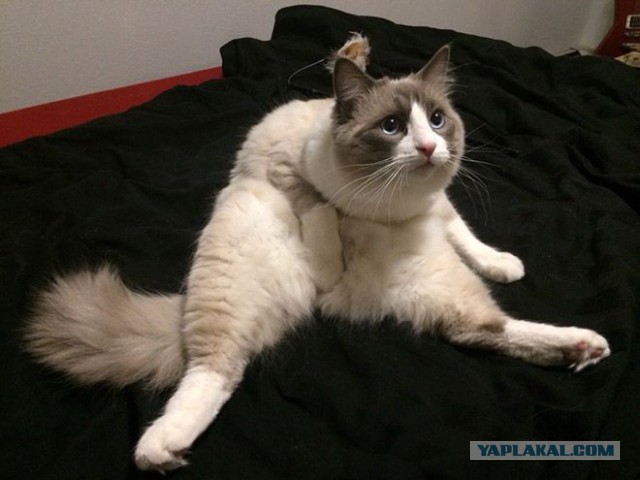 Котовторник 11.11.2014