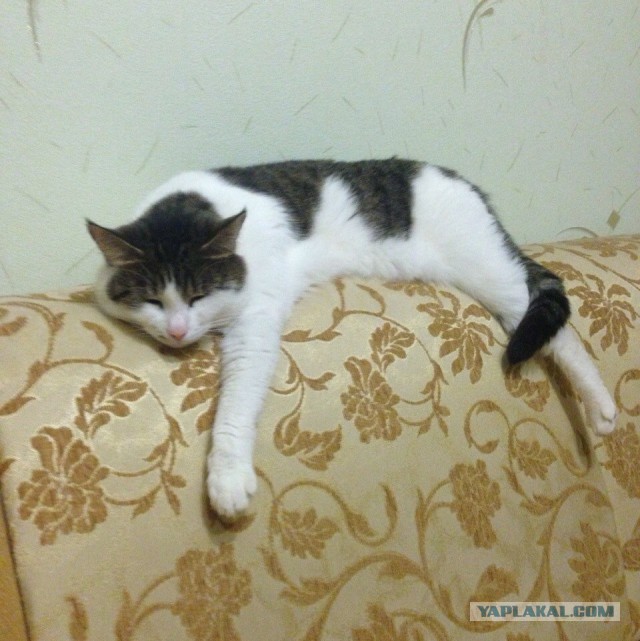 Котовторник 25.11.2014