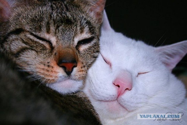 Котовторник 06.01.2015