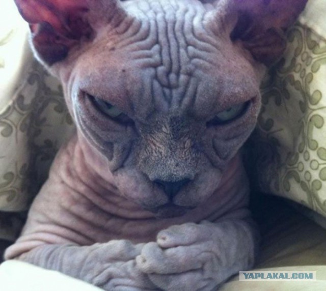 Котовторник