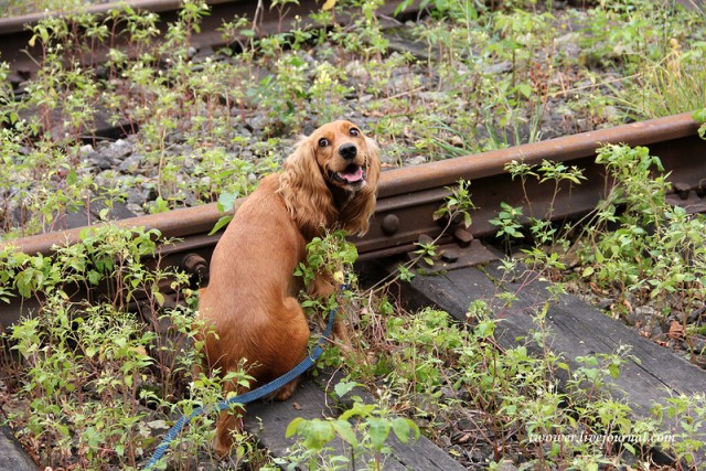 Центр кинологической службы Упр-ния на транспорте