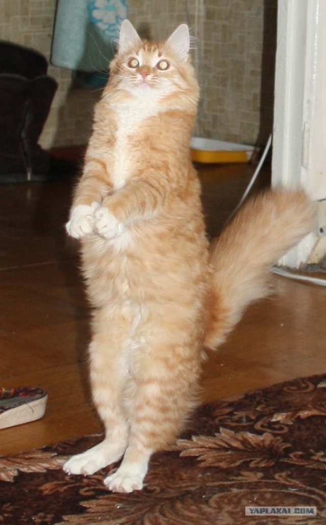 День кошек в России