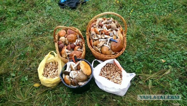 Поход за грибами