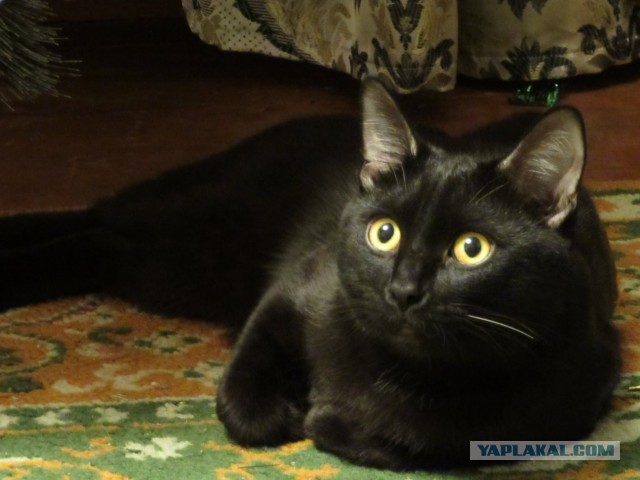Котовторник